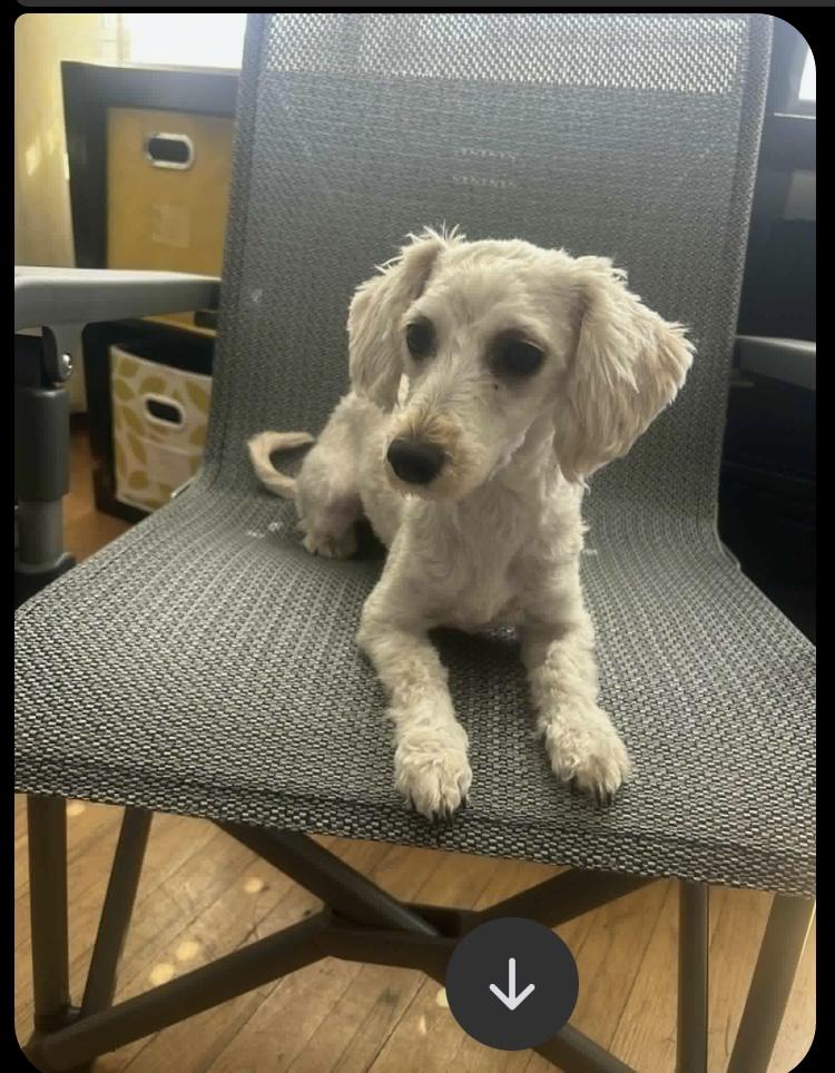 Enlarge Bella, an adopted Miniature Poodle in Harrison, NY image 1/2