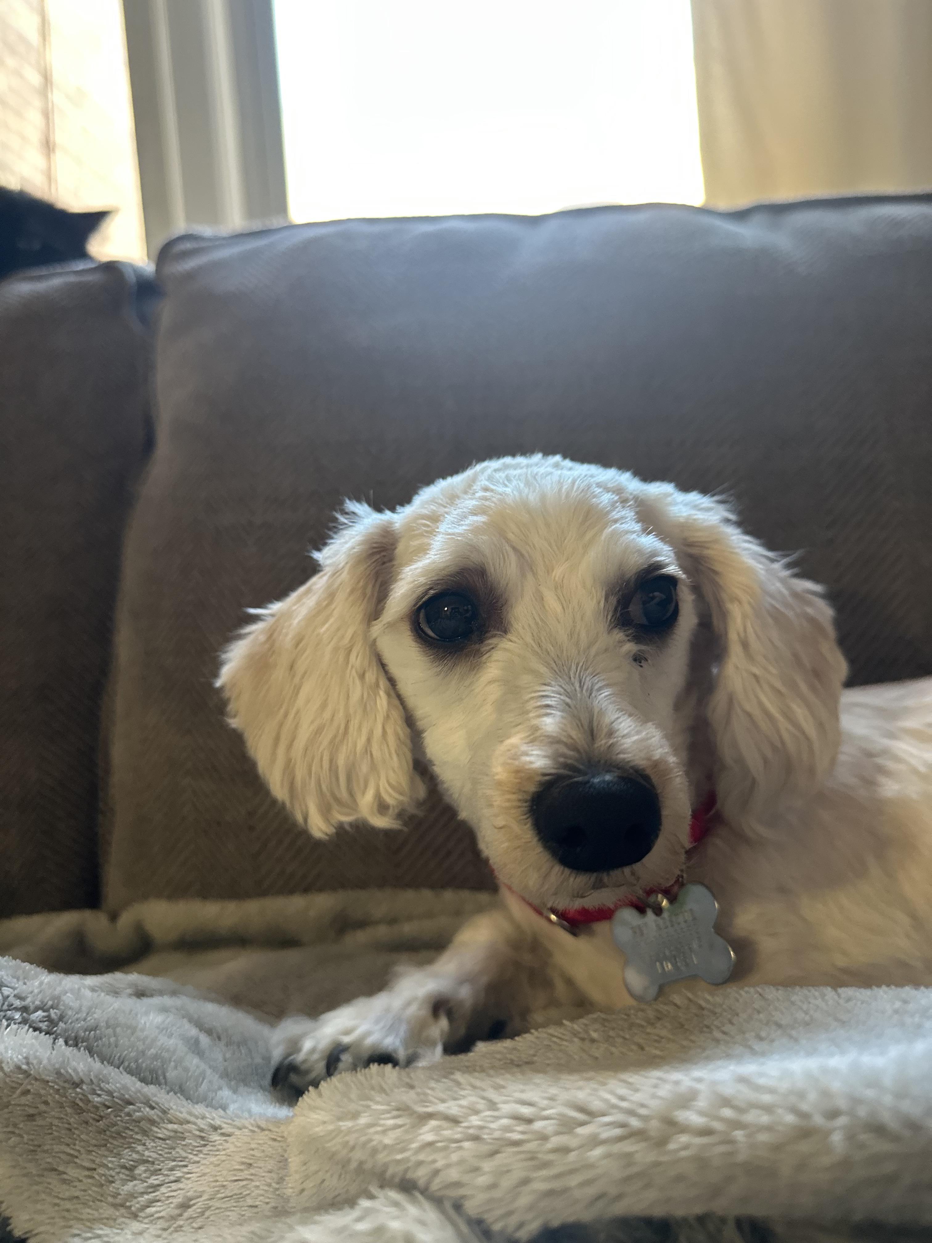 Enlarge Bella, an adopted Miniature Poodle in Harrison, NY image 2/2