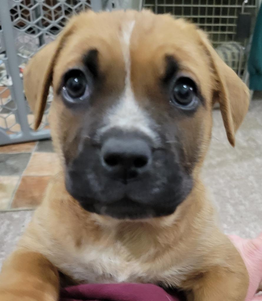 Dark Meat, Adoptable, Puppy Female Terrier & Boxer.