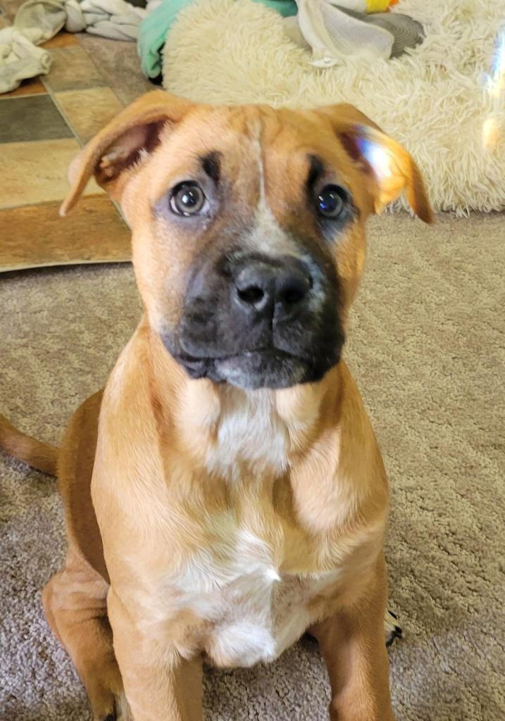 Enlarge Dark Meat, a Adoptable mixed breed in Johnston, IA image 2/2