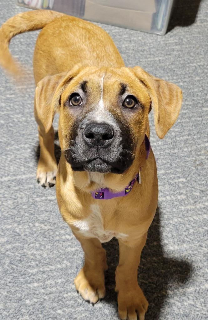 Dark Meat, a Adoptable mixed breed in Indianola, IA image 3/3