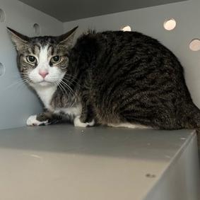 Enlarge Desuza, a Adoptable Domestic Short Hair in New York, NY image 1/3