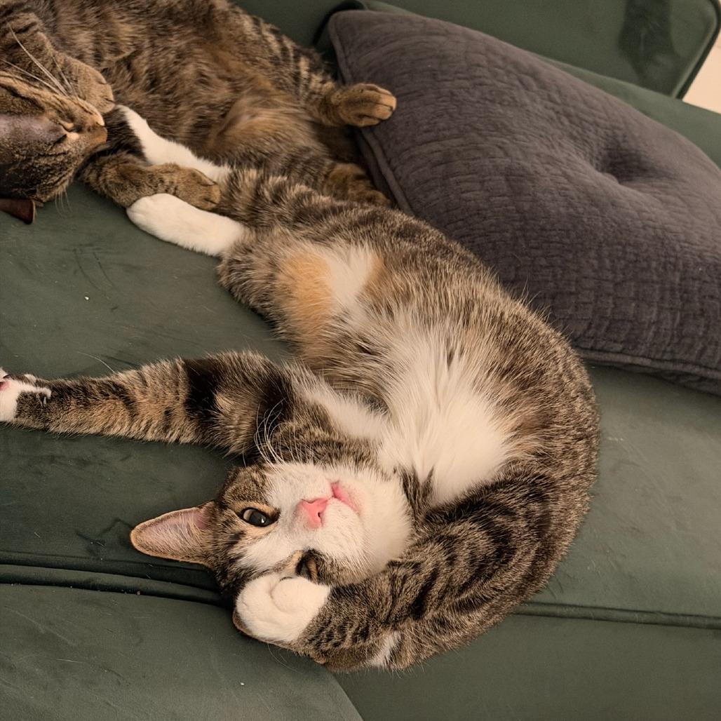 Enlarge Desuza, a Adoptable Domestic Short Hair in New York, NY image 2/6