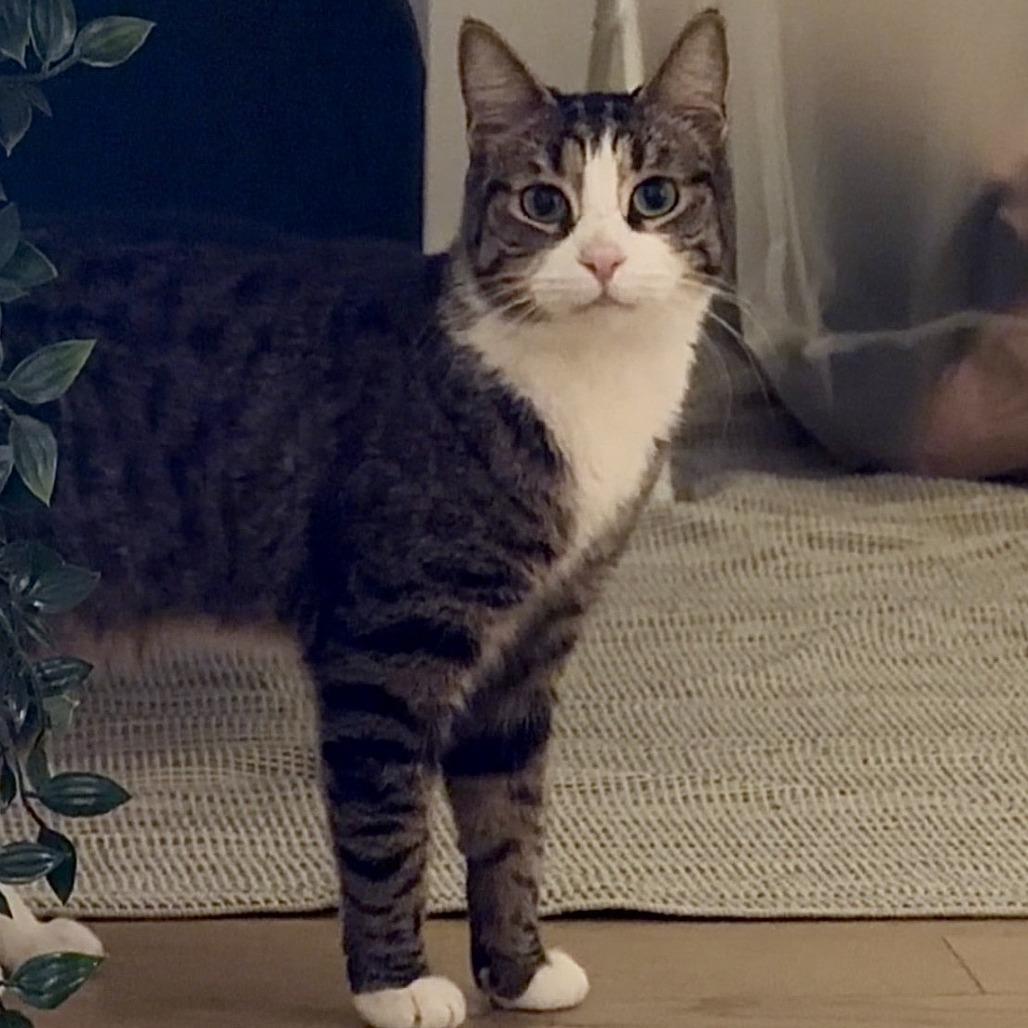 Enlarge Desuza, a Adoptable Domestic Short Hair in New York, NY image 2/3