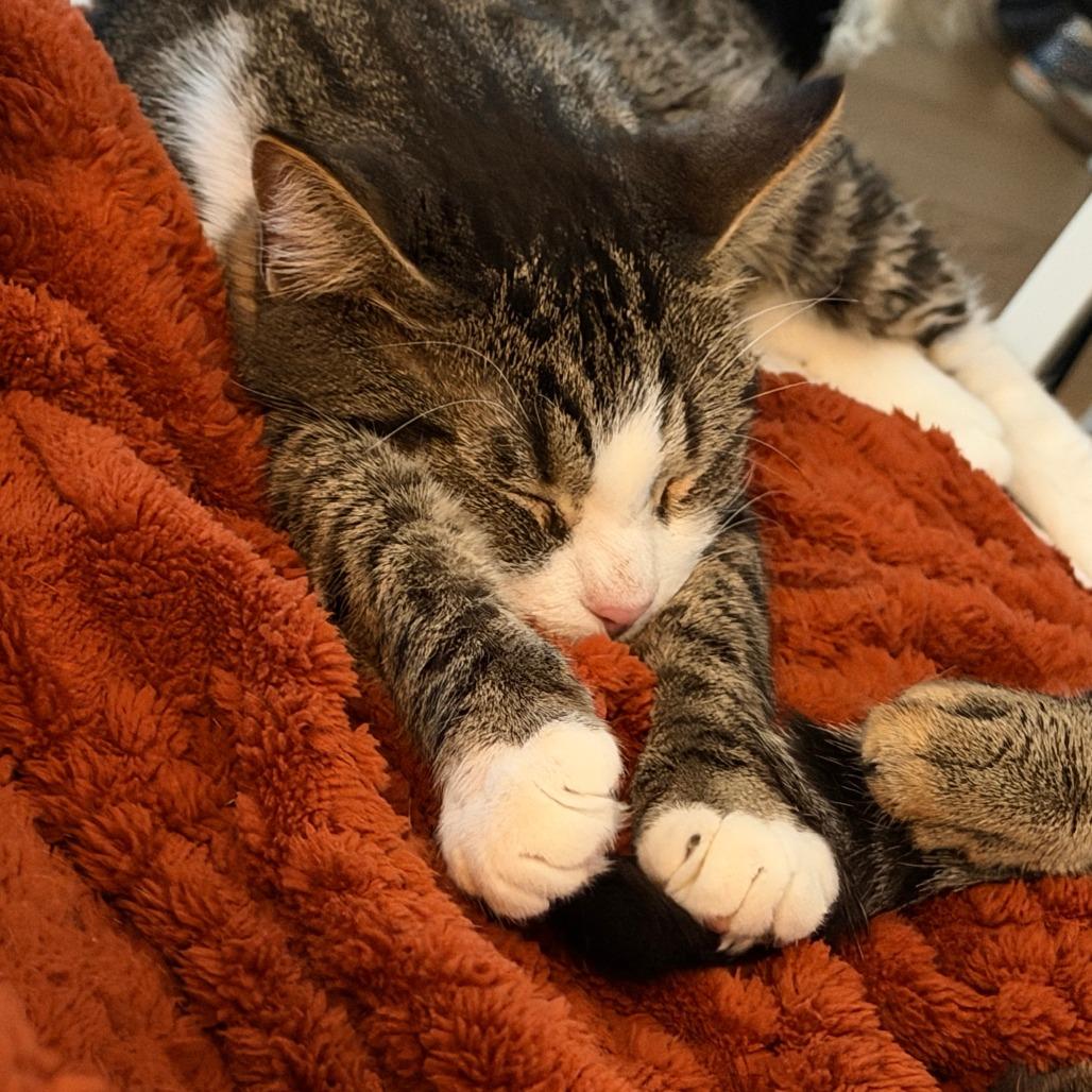 Enlarge Desuza, a Adoptable Domestic Short Hair in New York, NY image 3/5