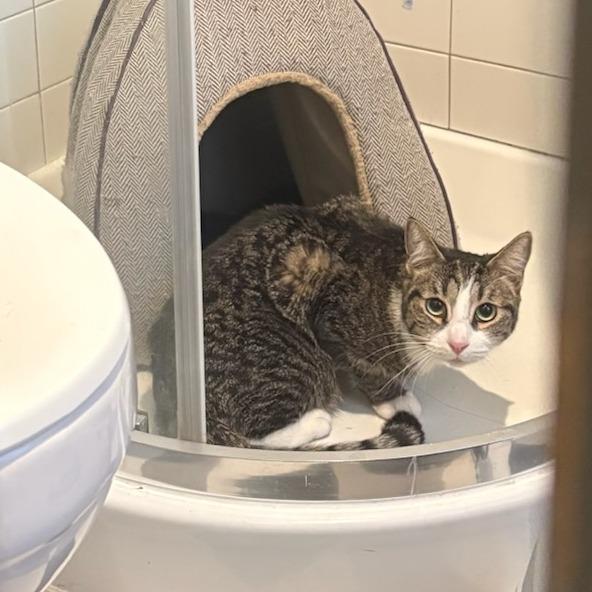 Enlarge Desuza, a Adoptable Domestic Short Hair in New York, NY image 3/3