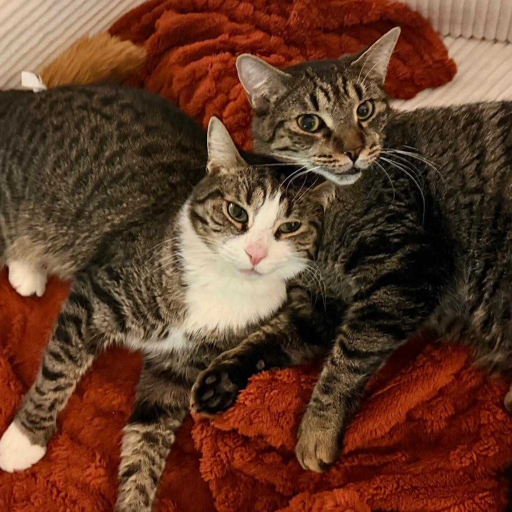 Enlarge Desuza, a Adoptable Domestic Short Hair in New York, NY image 5/5