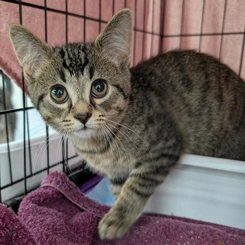 Enlarge Elwood, a Adoptable Domestic Short Hair in Davison, MI image 3/5