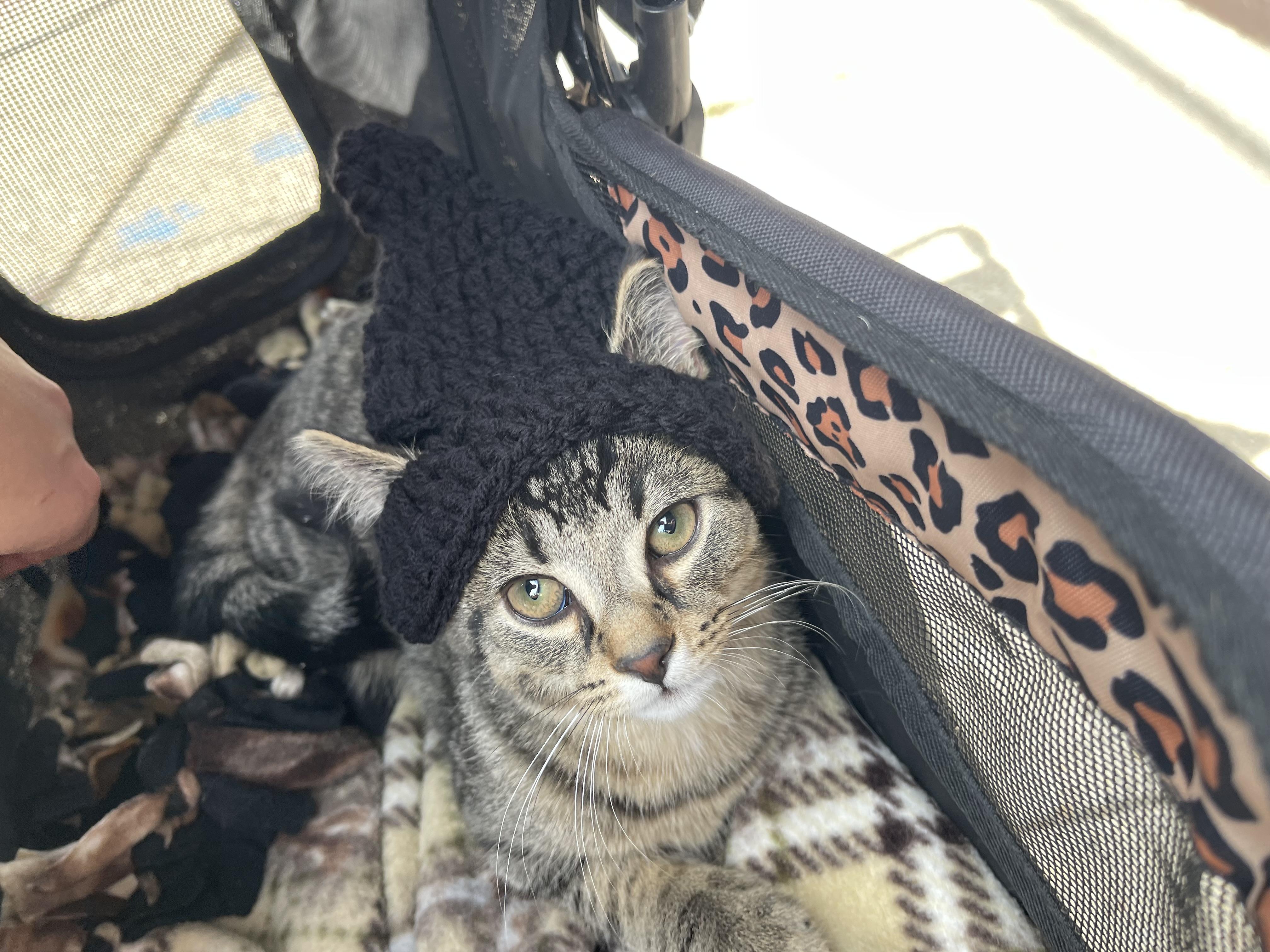 Enlarge Elwood, a Adoptable Domestic Short Hair in Davison, MI image 1/5