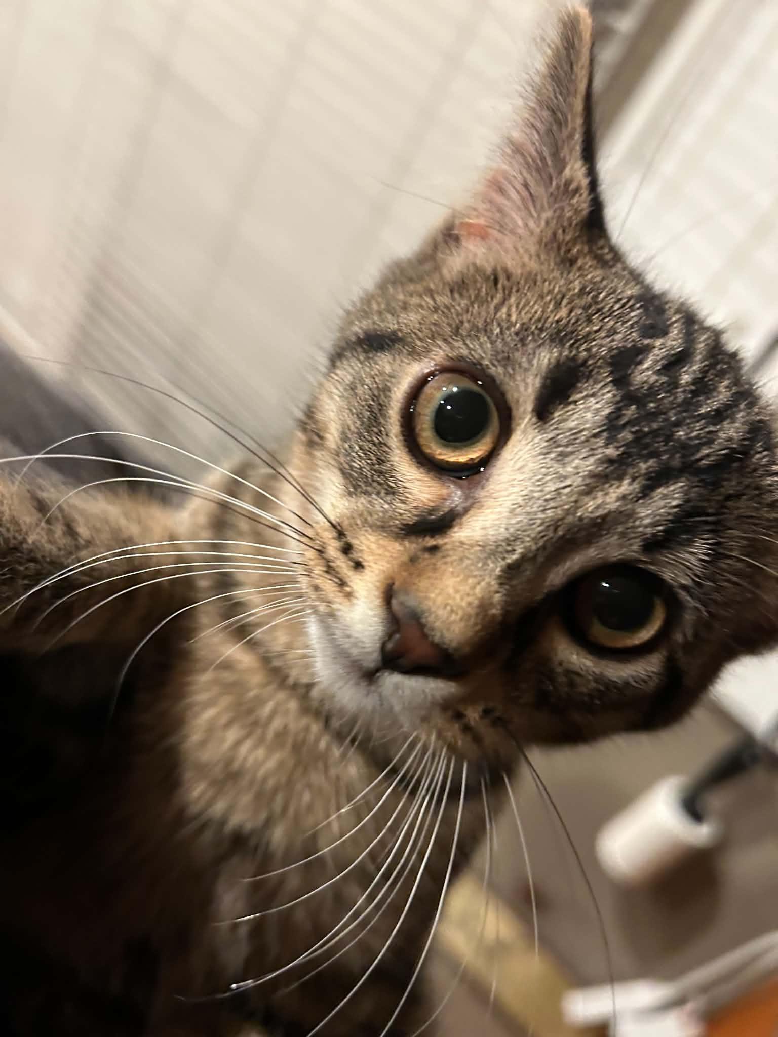 Enlarge Elwood, a Adoptable Domestic Short Hair in Davison, MI image 2/5