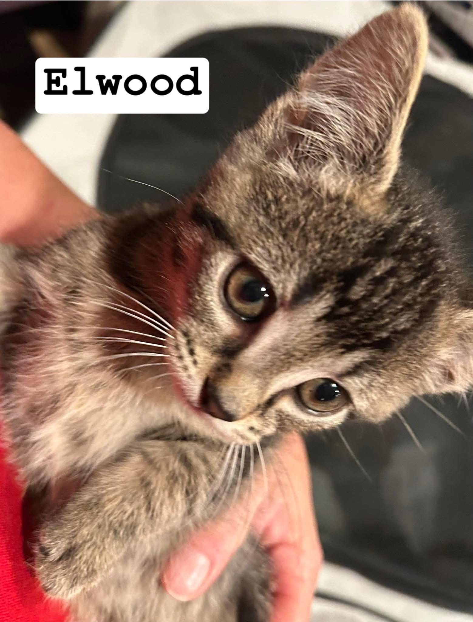 Enlarge Elwood, a Adoptable Domestic Short Hair in Davison, MI image 4/5