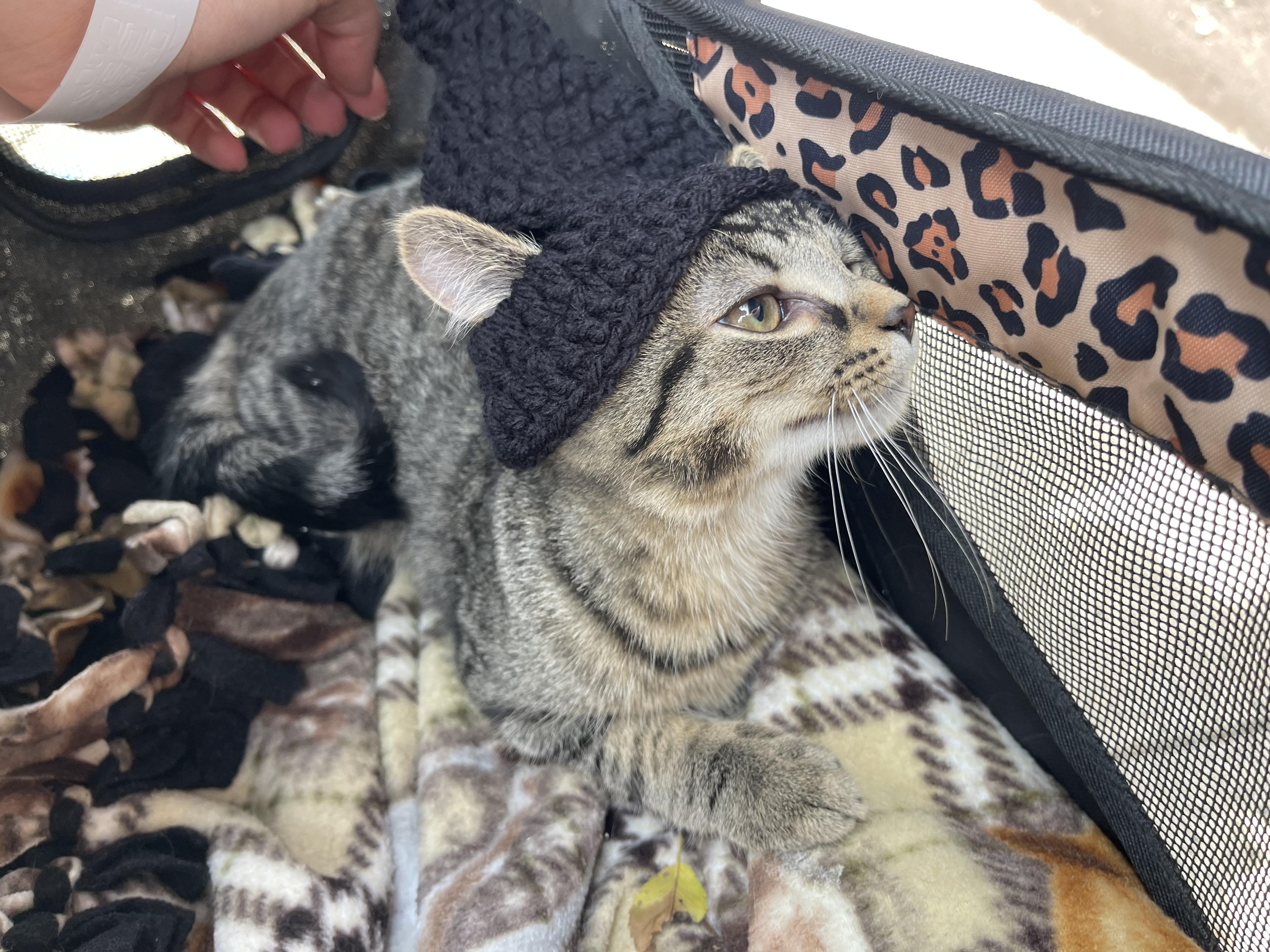 Enlarge Elwood, a Adoptable Domestic Short Hair in Davison, MI image 5/5