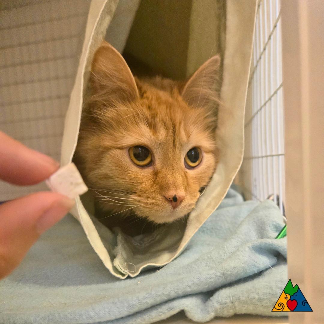 Enlarge Sofia, a ADOPTABLE Domestic Long Hair in Douglas, WY image 4/4