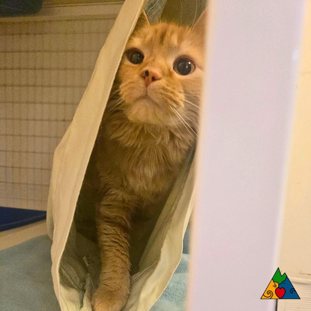 Sofia, ADOPTABLE, Adult Female Domestic Long Hair.