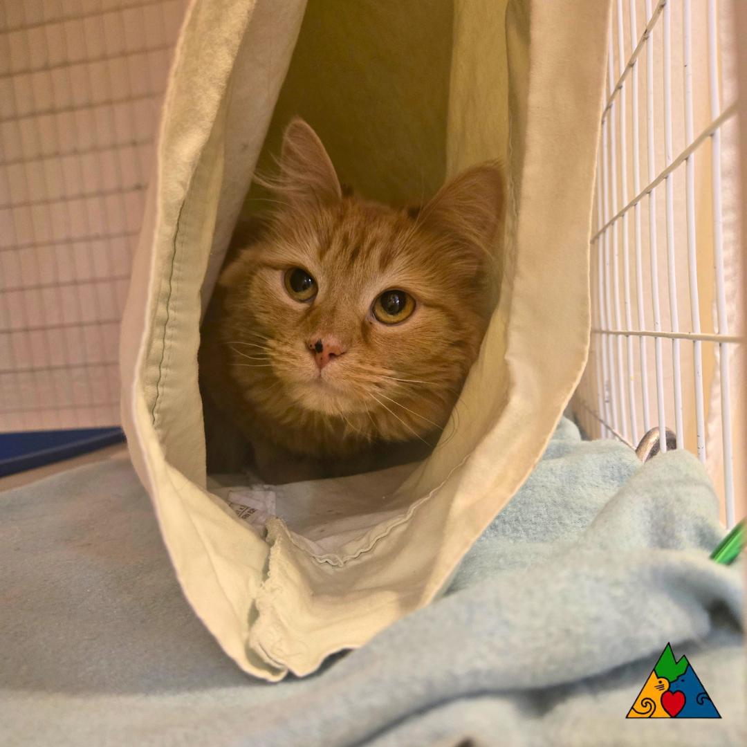 Enlarge Sofia, a ADOPTABLE Domestic Long Hair in Douglas, WY image 2/4