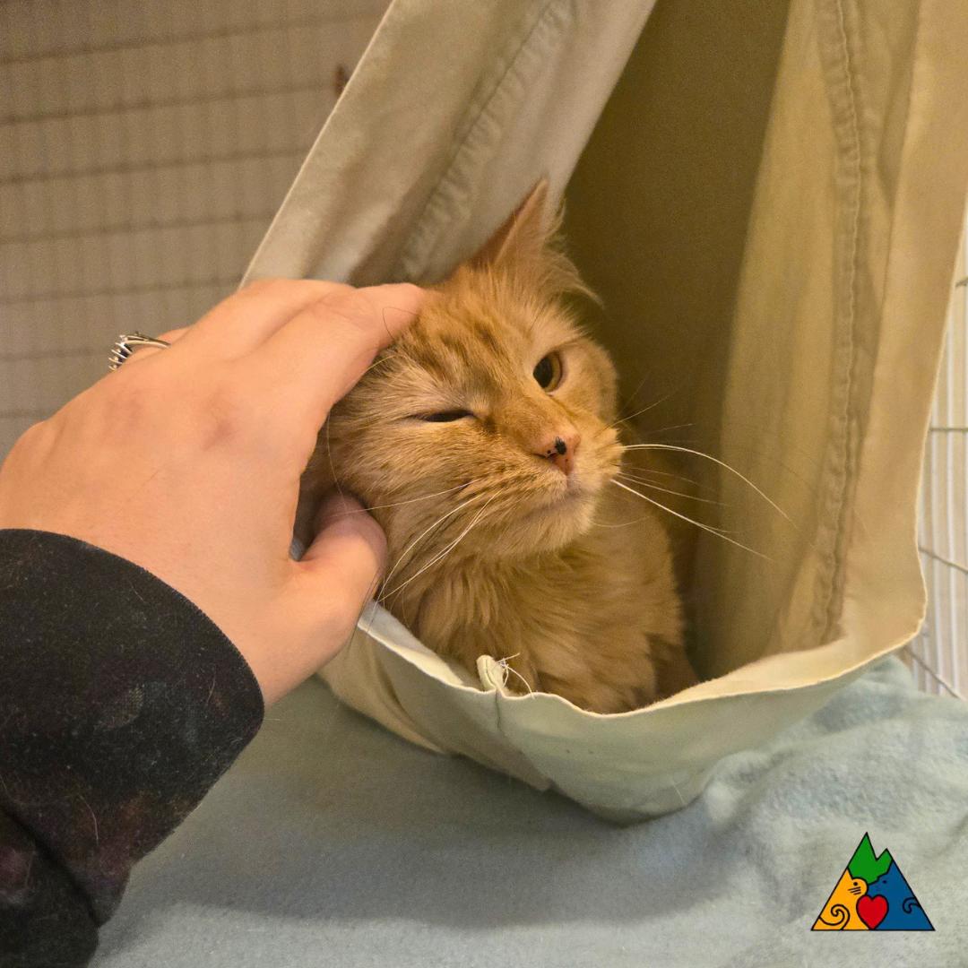 Enlarge Sofia, a ADOPTABLE Domestic Long Hair in Douglas, WY image 3/4