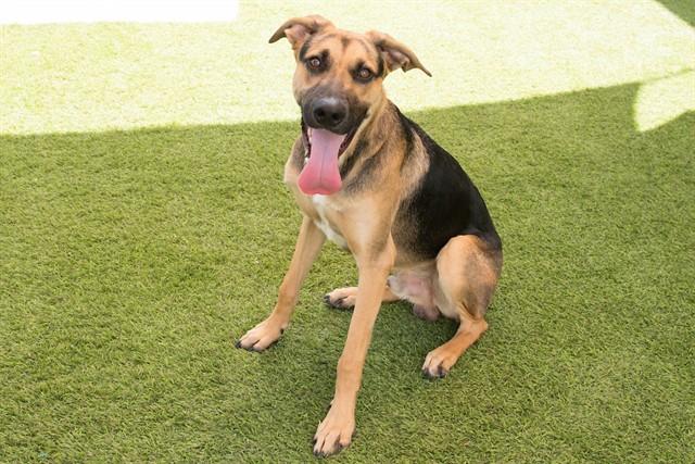 THEO, Adoptable, Young Male German Shepherd Dog.