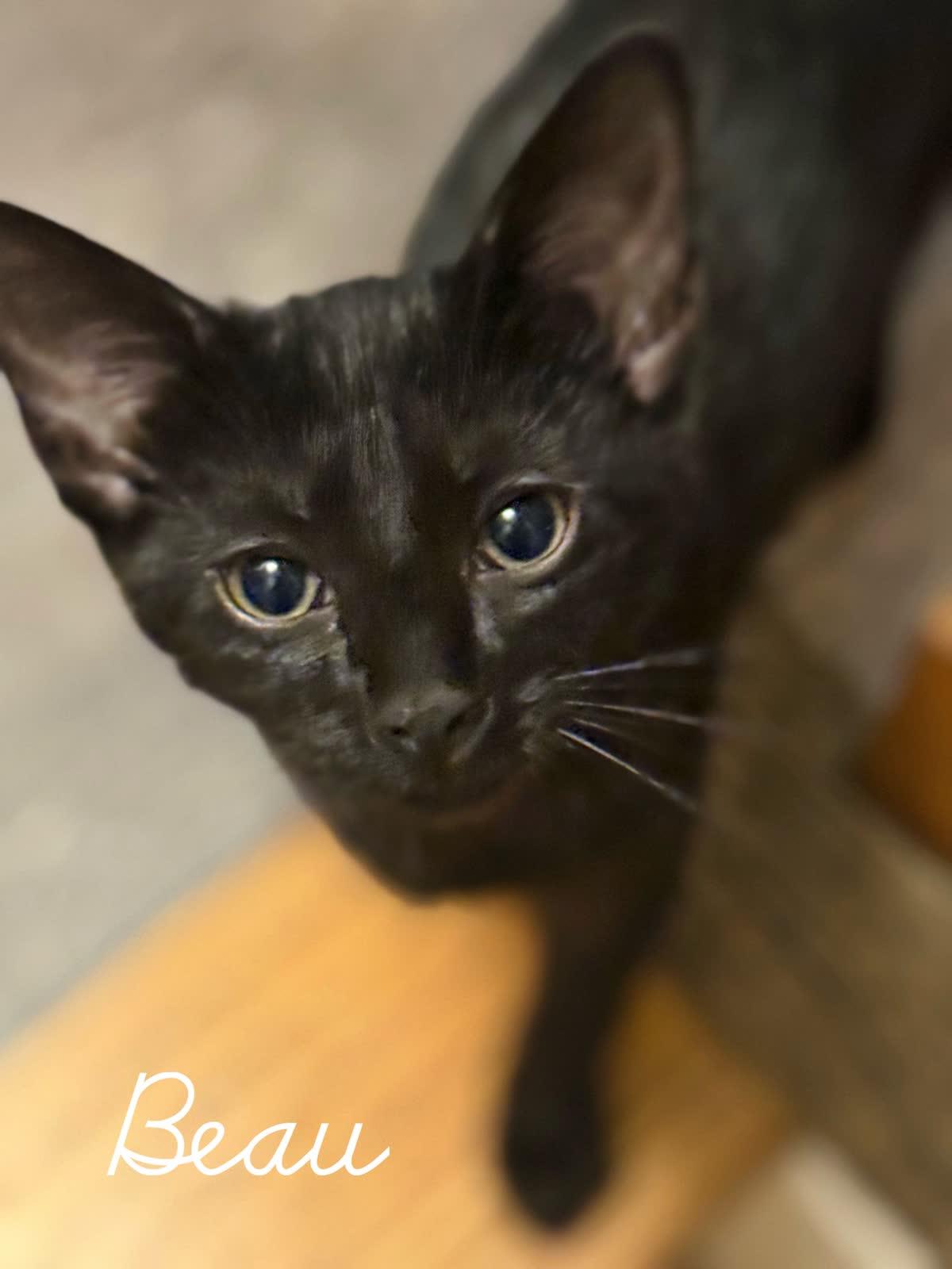 Beau