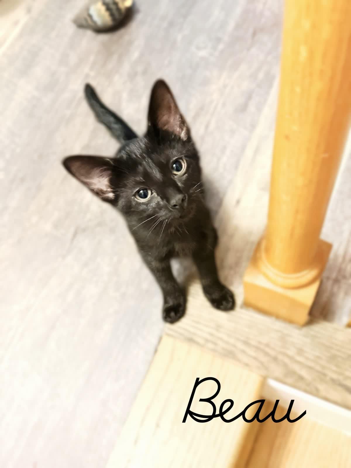 Beau
