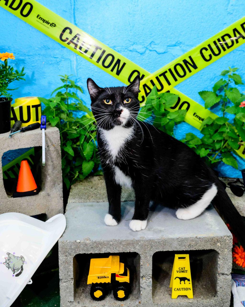 Mashed, Adoptable, Kitten Male Tuxedo.