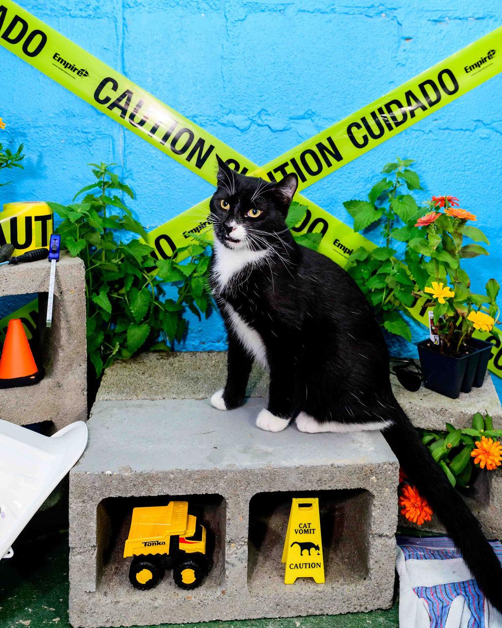 Enlarge Mashed, a Adoptable mixed breed in Jefferson, LA image 2/5