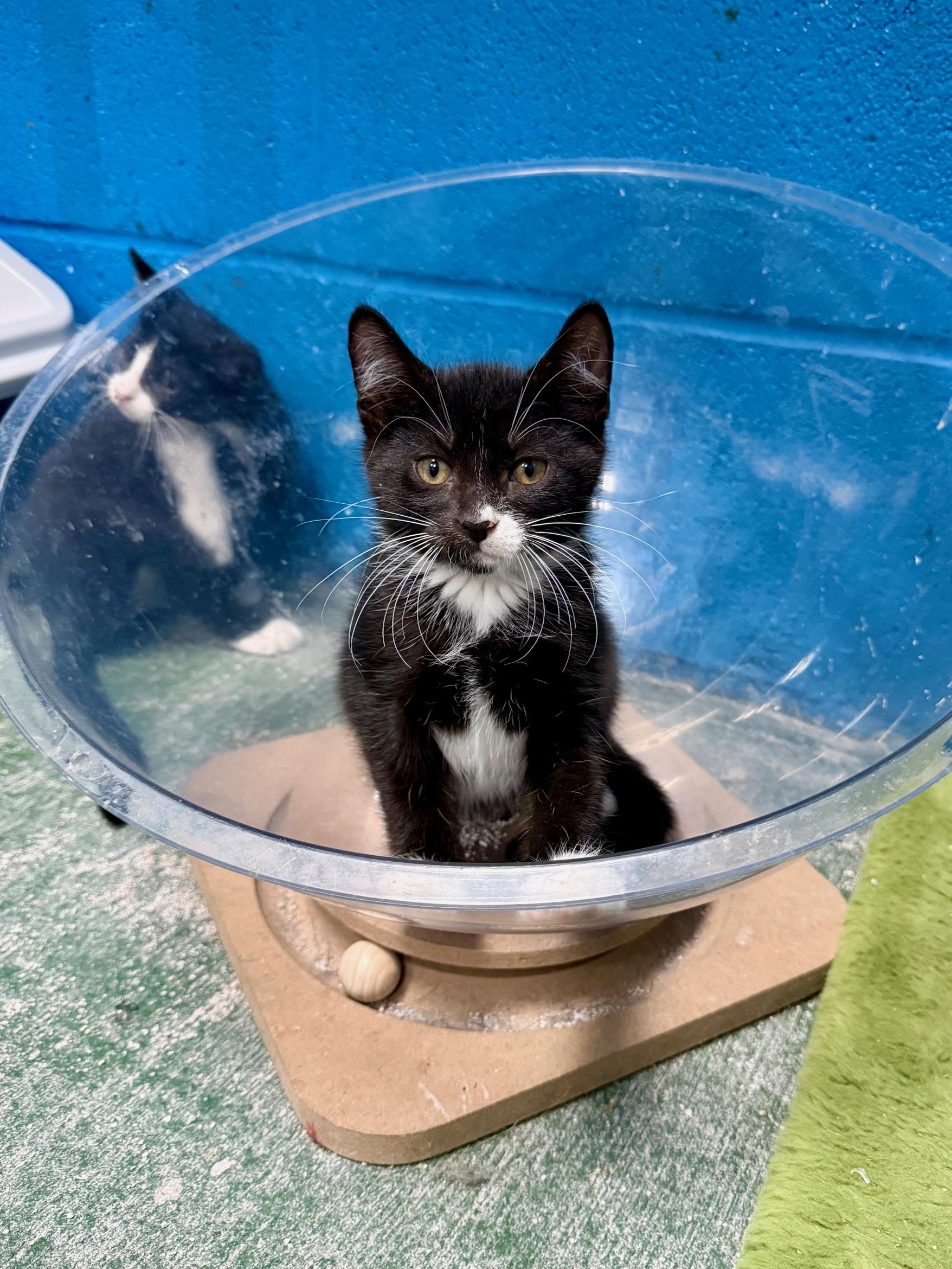 Mashed, Adoptable, Kitten Male Tuxedo.
