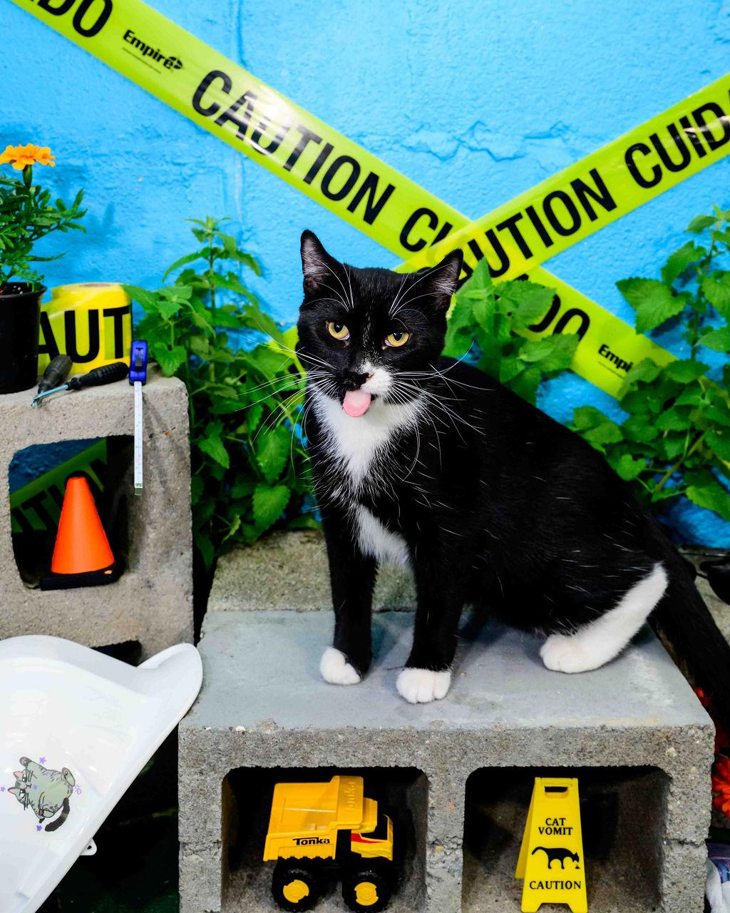 Enlarge Mashed, a Adoptable mixed breed in Jefferson, LA image 3/5