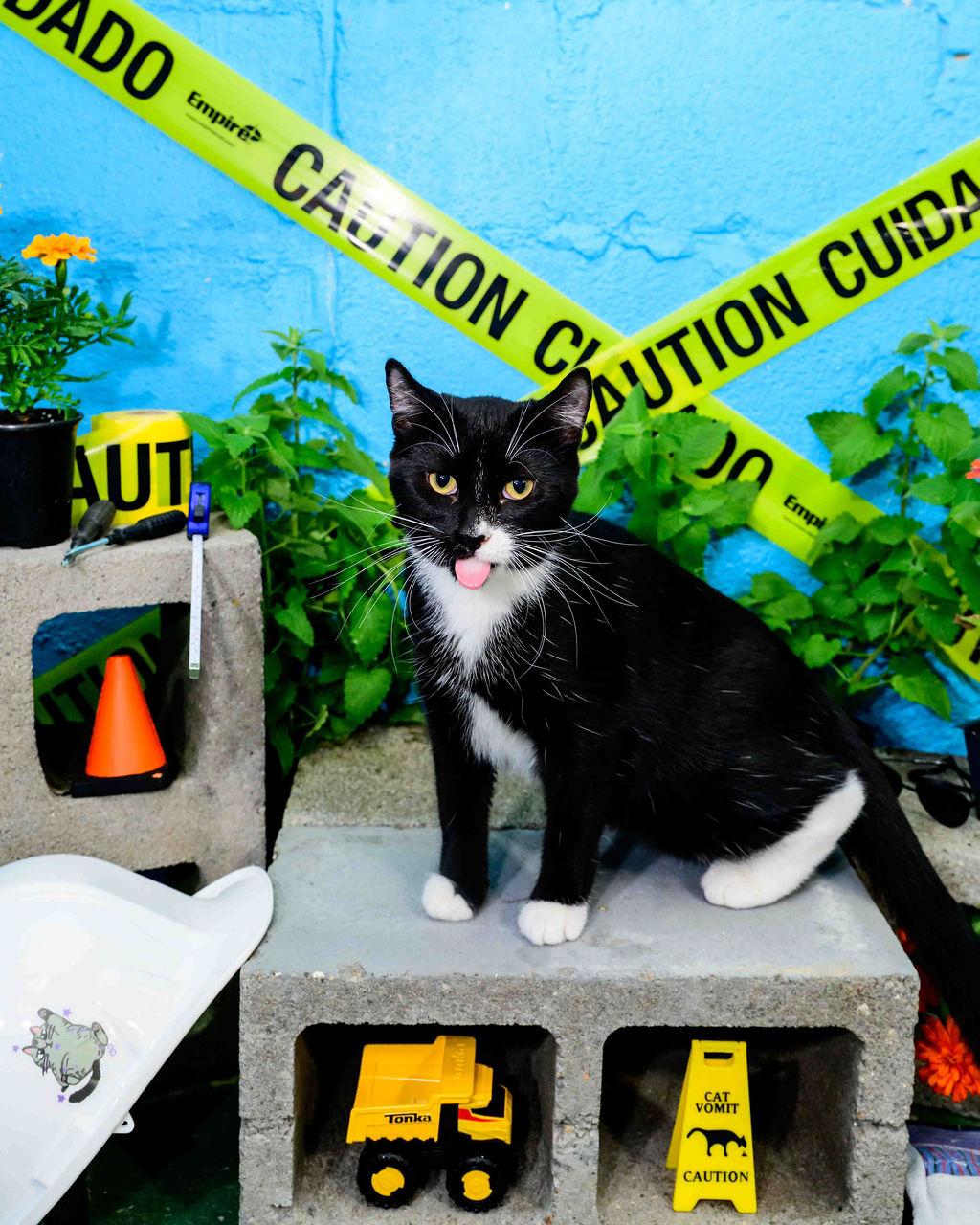 Enlarge Mashed, a Adoptable mixed breed in Jefferson, LA image 4/5