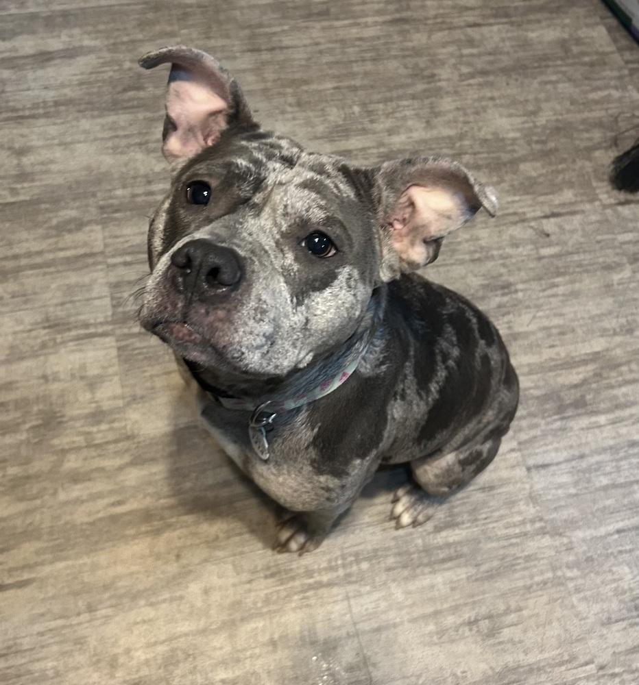 Enlarge Aja, a Adoptable mixed breed in Scranton, PA image 1/2