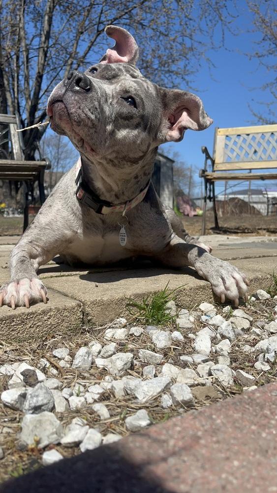 Aja, Adoptable, Adult Female Pit Bull Terrier.