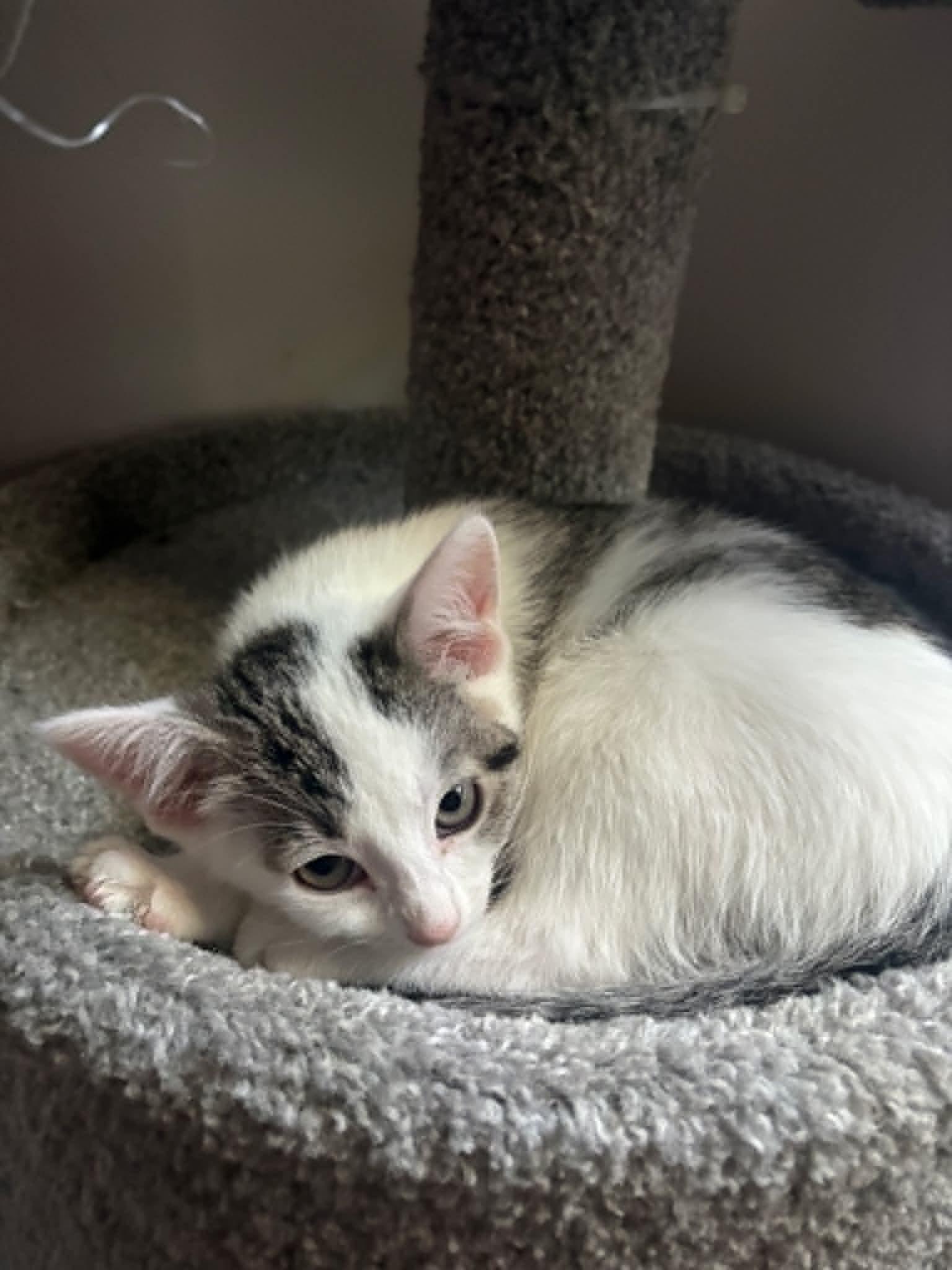 Enlarge Mandy, a ADOPTABLE Domestic Short Hair in Crown Point, IN image 2/2