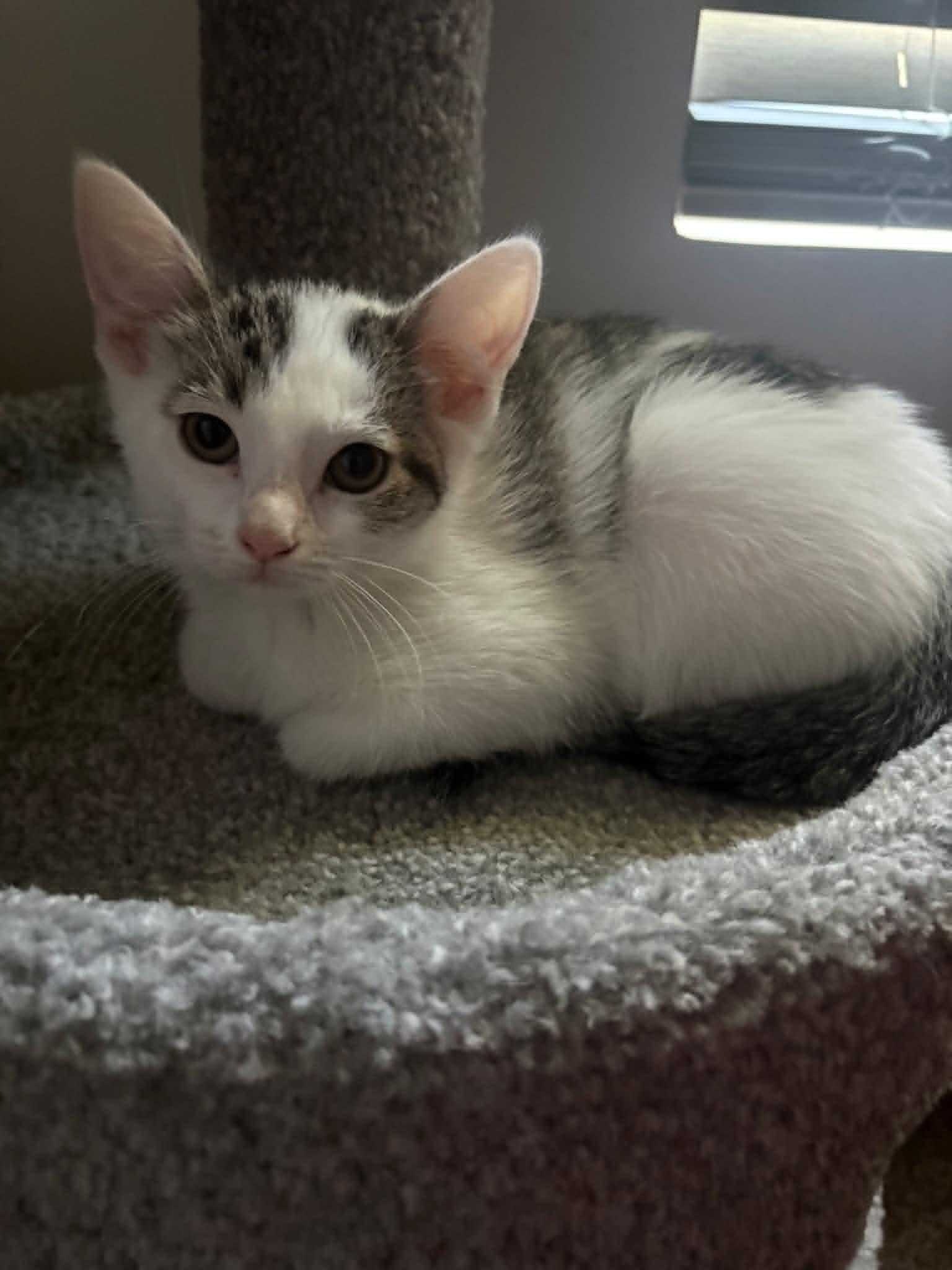 Mandy, ADOPTABLE, Kitten Female Domestic Short Hair.