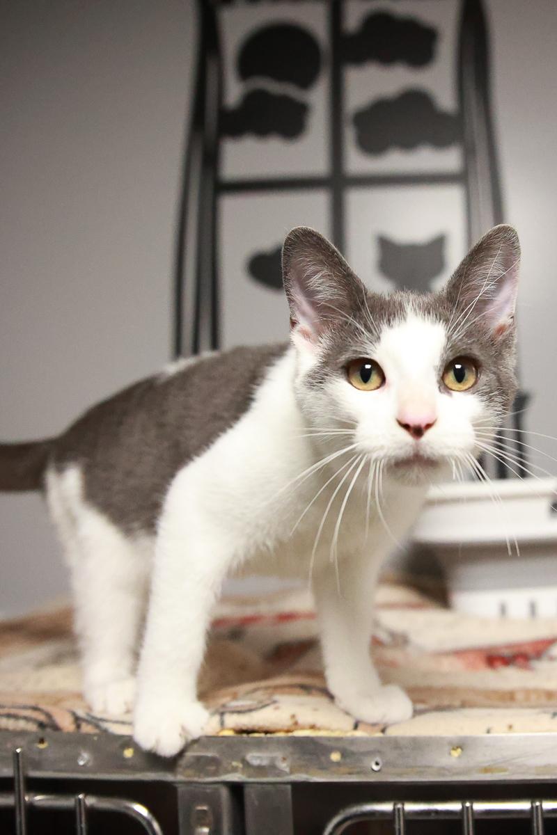 Enlarge Cactus, an adopted Domestic Short Hair in Loogootee, IN image 2/3