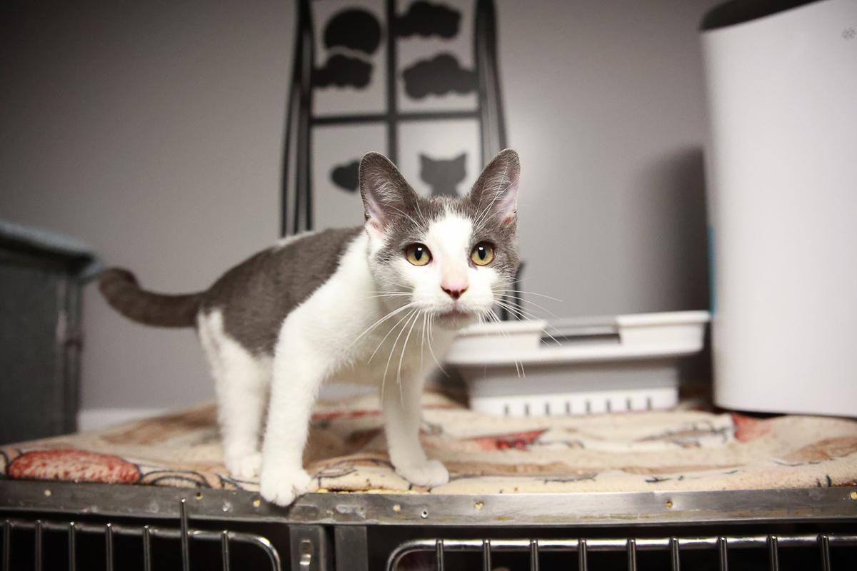 Cactus, adopted, Kitten Male Domestic Short Hair.