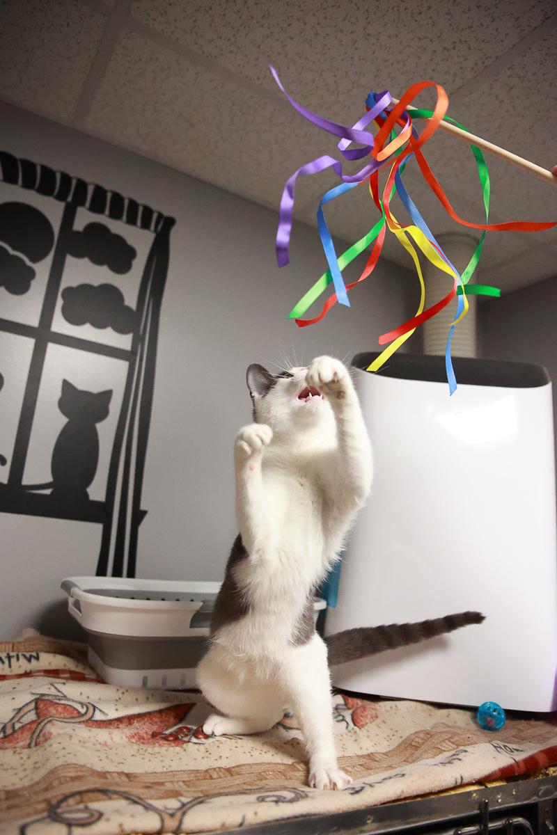 Enlarge Cactus, an adopted Domestic Short Hair in Loogootee, IN image 3/3