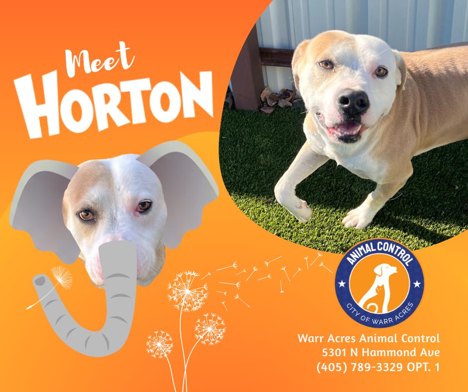 Enlarge Horton, a ADOPTABLE mixed breed in Warr Acres, OK image 4/4