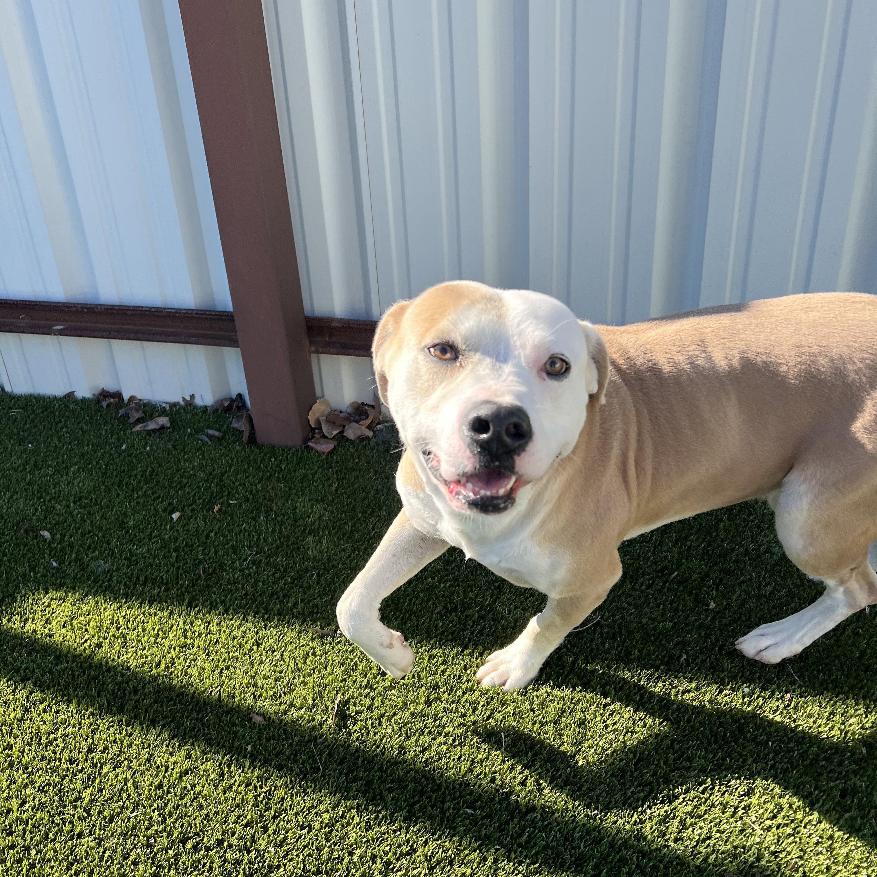 Enlarge Horton, a ADOPTABLE mixed breed in Warr Acres, OK image 2/4