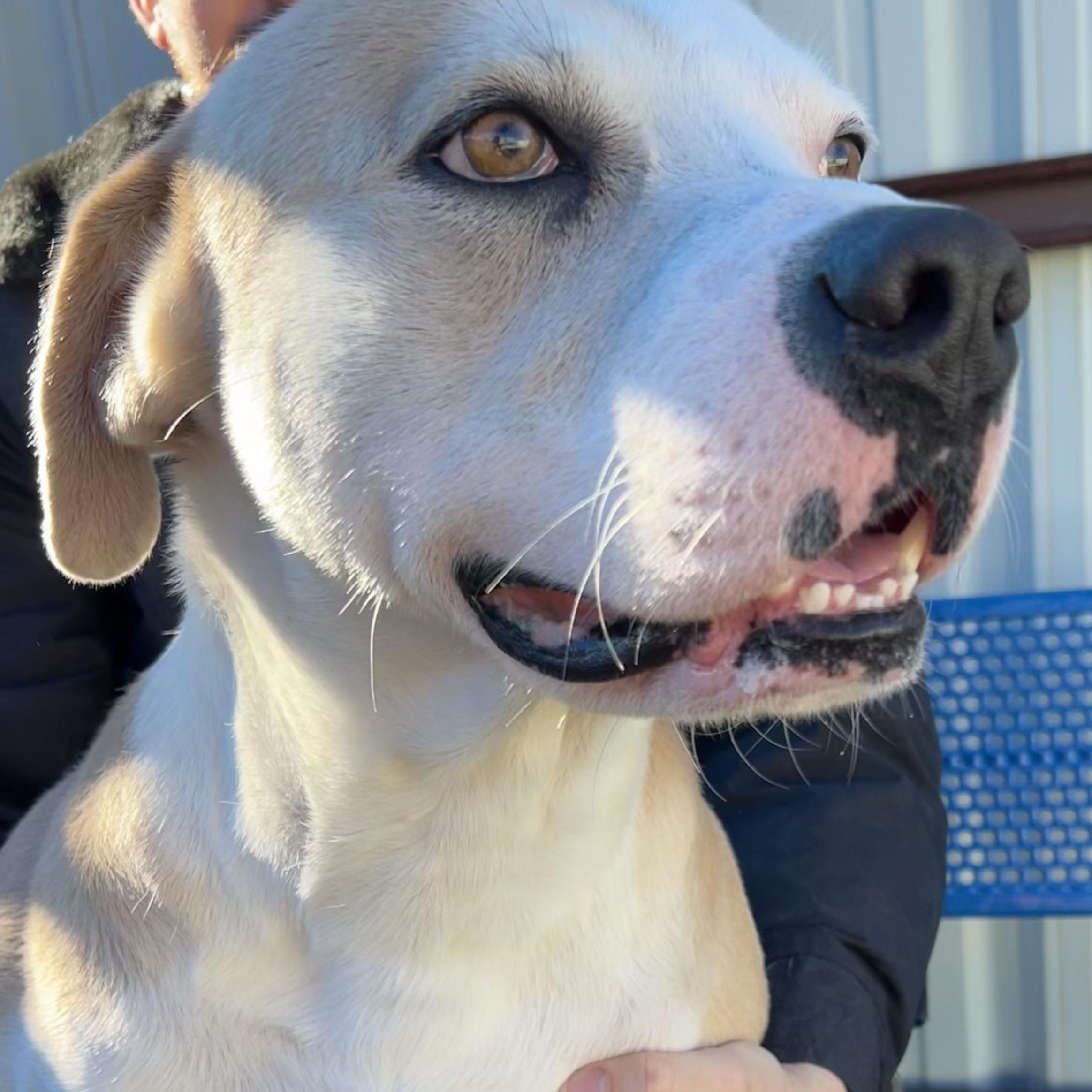 Enlarge Horton, a ADOPTABLE mixed breed in Warr Acres, OK image 1/4