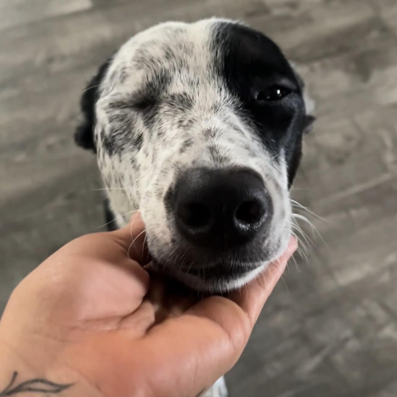 Lottie, a Adoptable Australian Cattle Dog / Blue Heeler in Spicewood, TX image 4/5