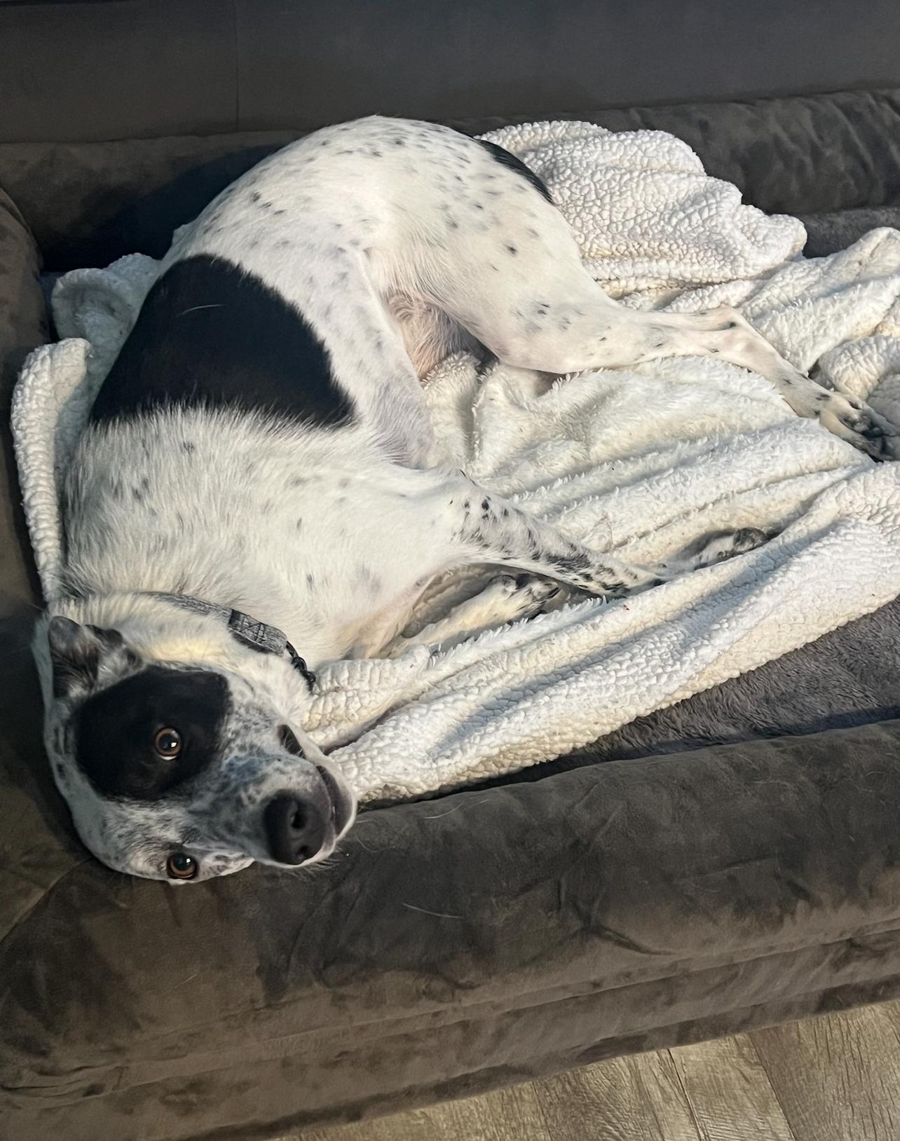 Lottie, a Adoptable Australian Cattle Dog / Blue Heeler in Spicewood, TX image 5/5