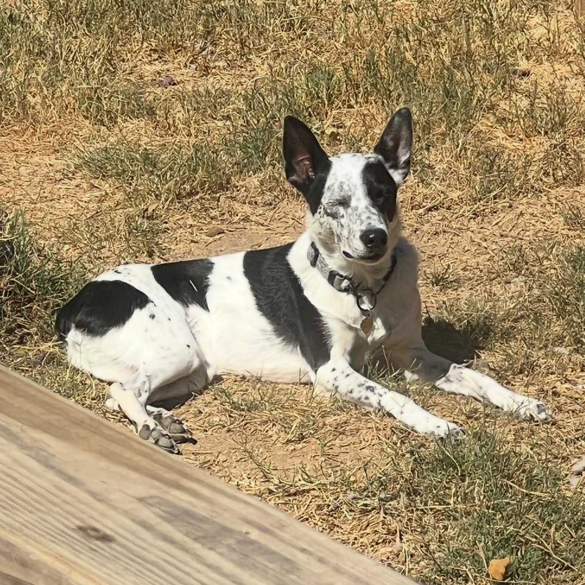Lottie, a Adoptable Australian Cattle Dog / Blue Heeler in Spicewood, TX image 2/5