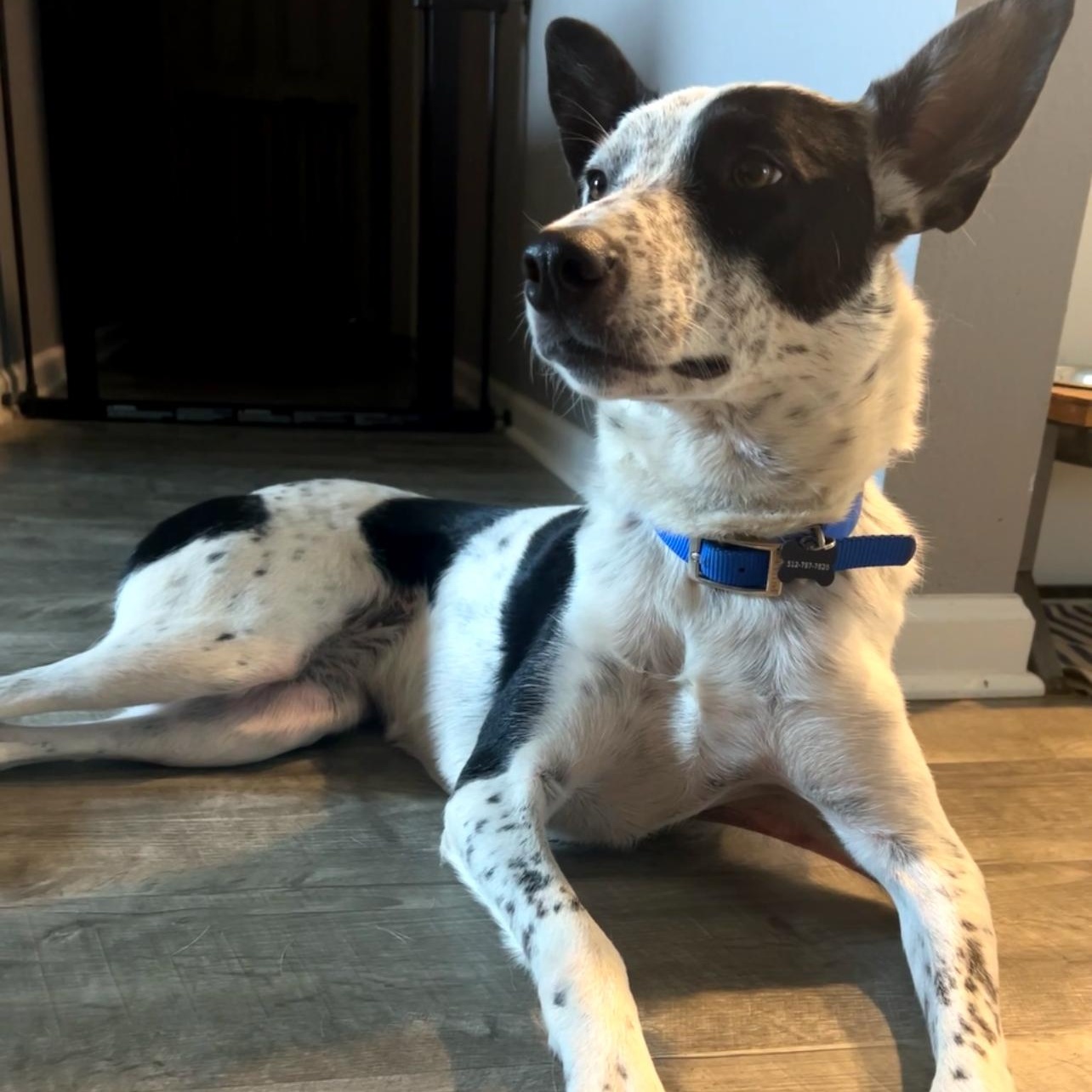 Lottie, Adoptable, Adult Female Australian Cattle Dog / Blue Heeler.