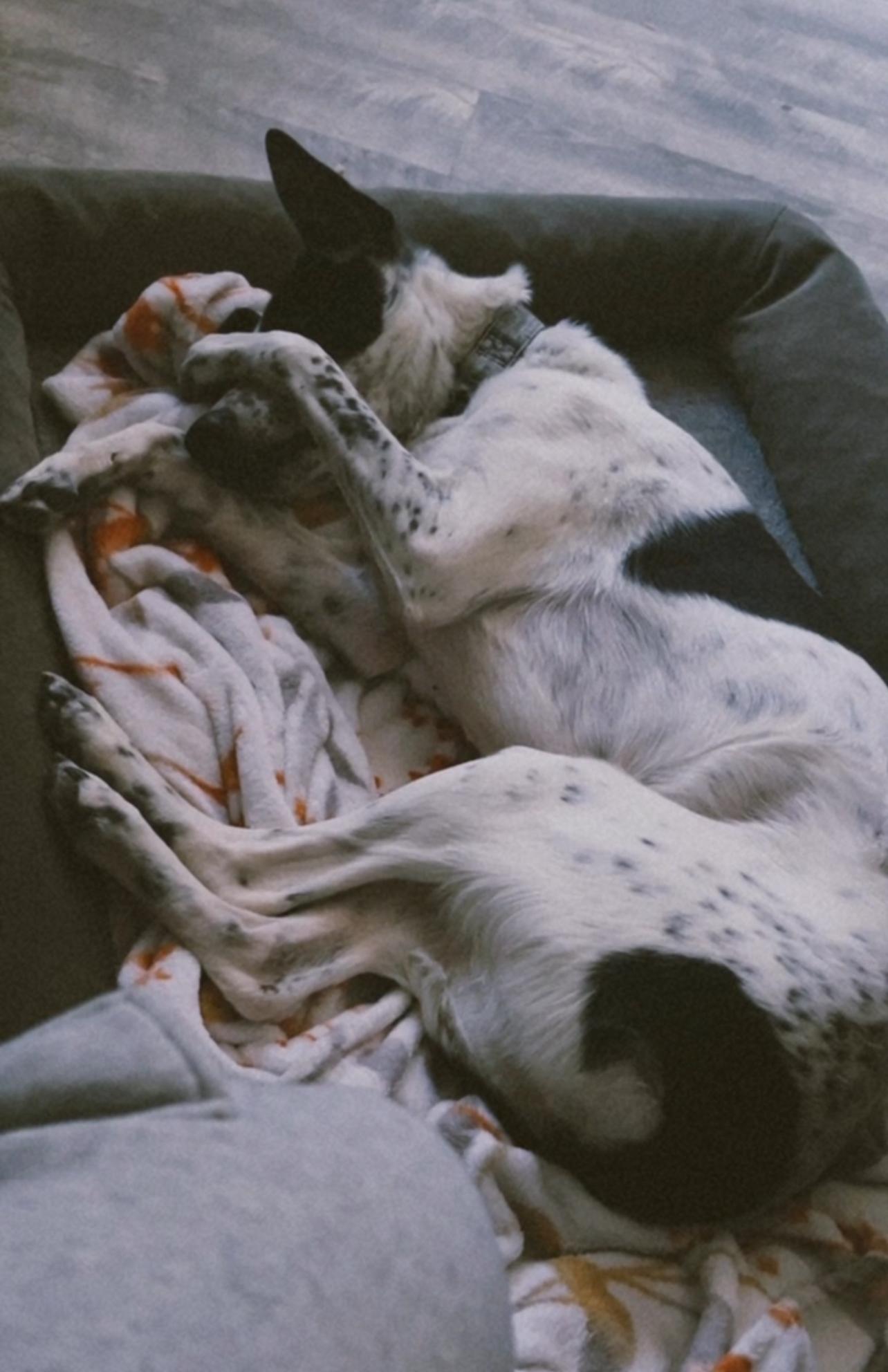 Lottie, a Adoptable Australian Cattle Dog / Blue Heeler in Spicewood, TX image 3/5