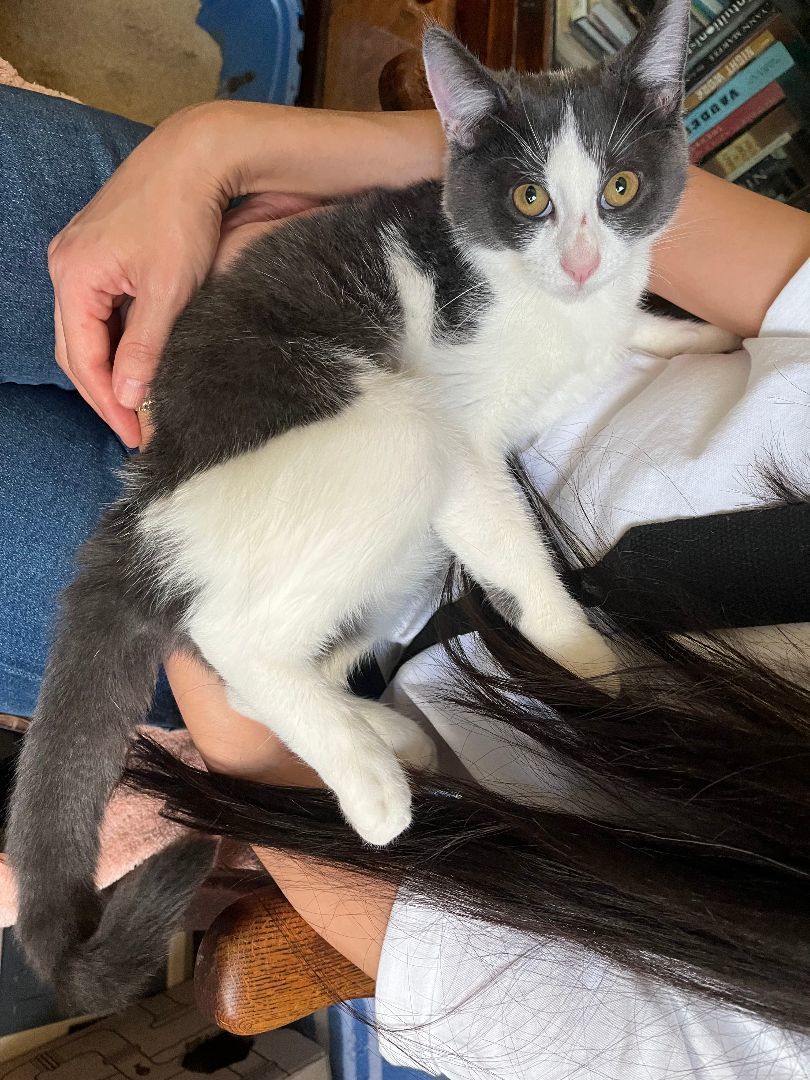 Petal (and sister), Adopted, Young Female Domestic Short Hair.