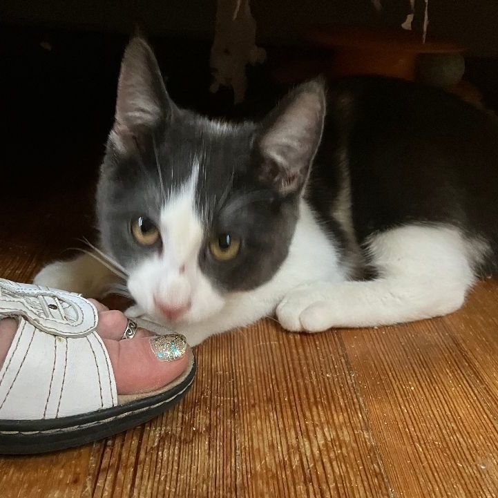 Enlarge Petal (and sister), a Adopted Domestic Short Hair in Jersey City, NJ image 3/5