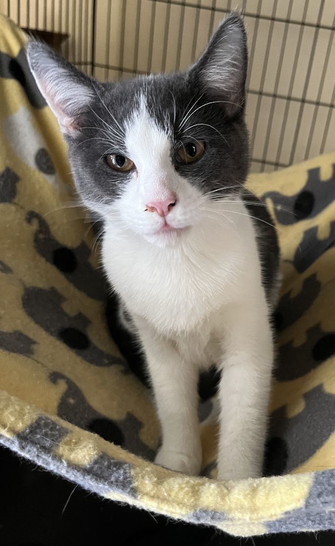 Enlarge Petal (and sister), a Adopted Domestic Short Hair in Jersey City, NJ image 4/5