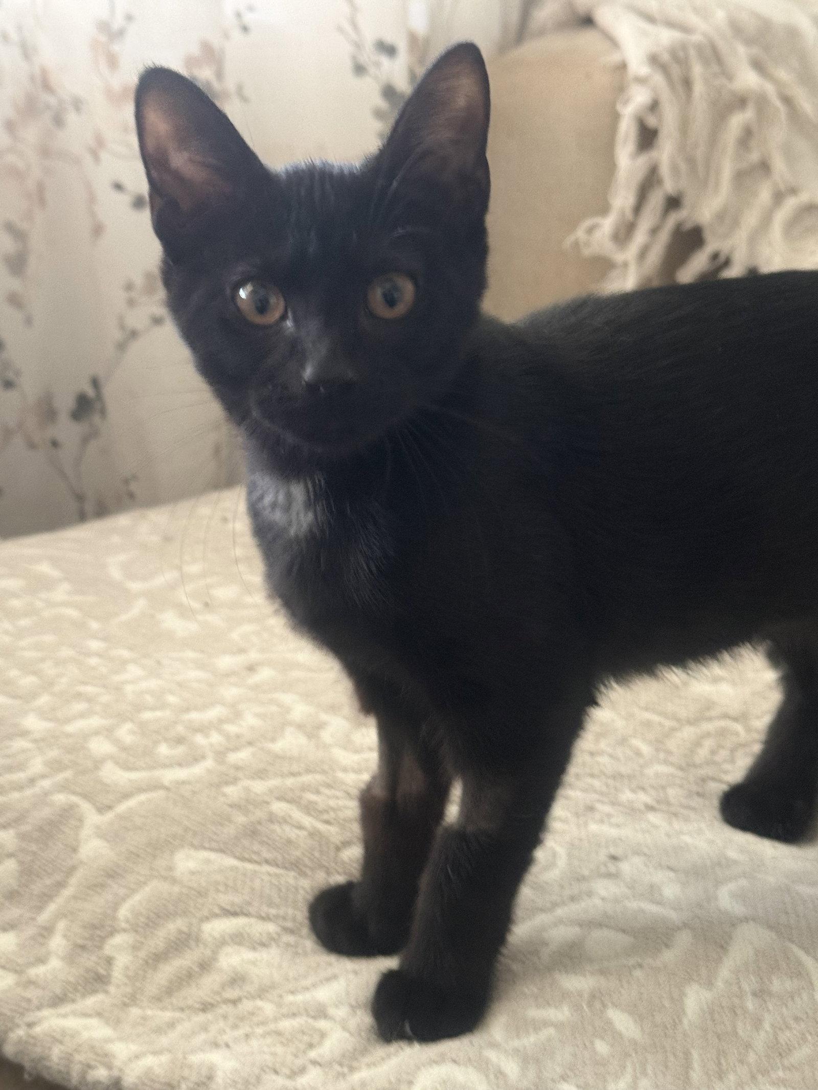 Elvira, Adopted, Kitten Female Domestic Short Hair.