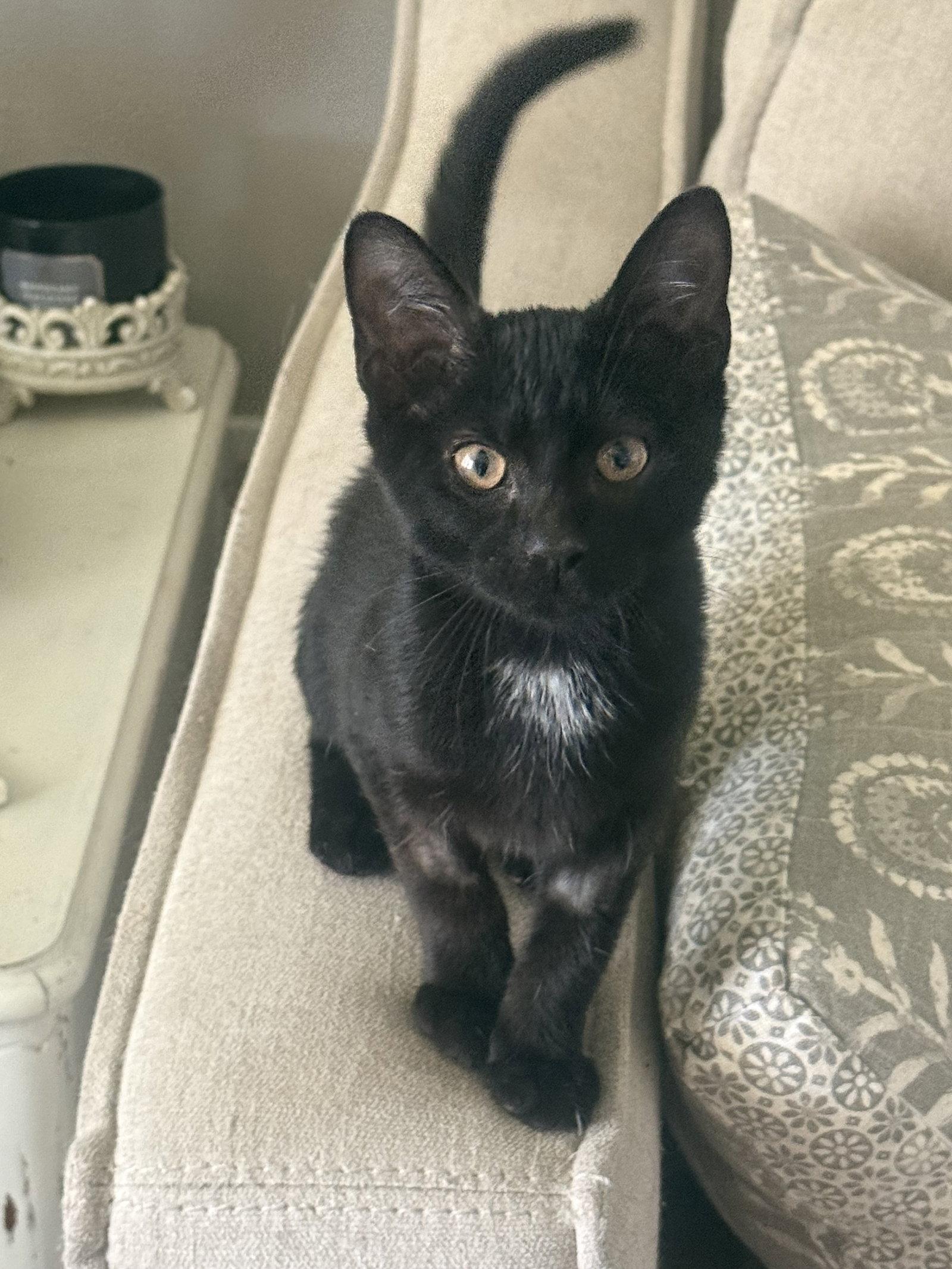 Enlarge Elvira, a Adopted Domestic Short Hair in Fenton, MO image 2/3