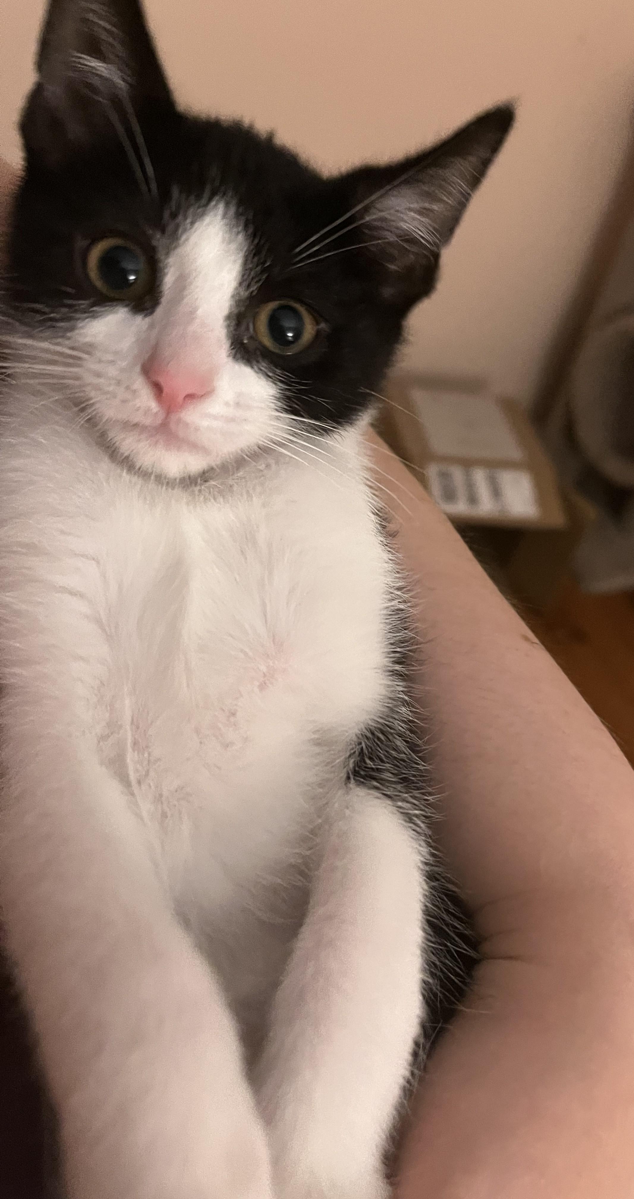 Neiman & Marcus – Double the Love, Double the Charm!, a Adoptable Domestic Short Hair in Laurel, MD image 4/6