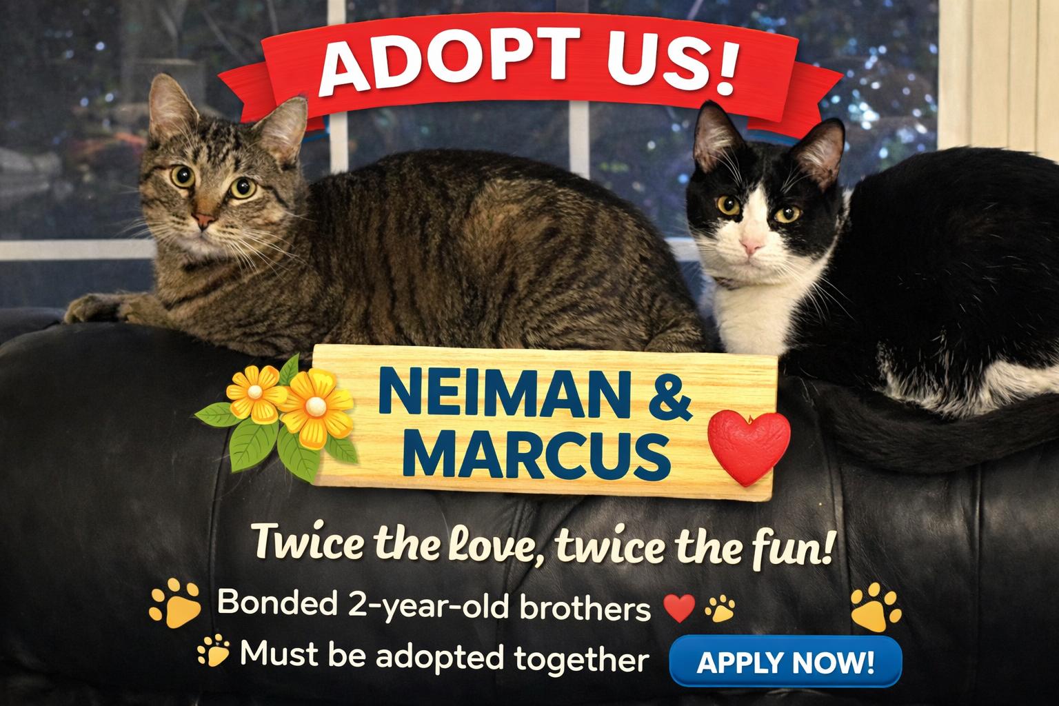 Neiman & Marcus – Double the Love, Double the Charm!, Adoptable, Young Male Domestic Short Hair.